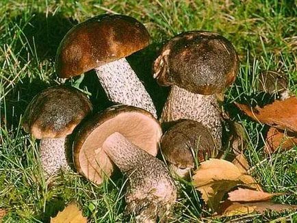 Boletus (Obabkov) описание на гъбичките как да готвят и да се подготвят, където има - живота ми