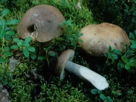 Boletus (Obabkov) описание на гъбичките как да готвят и да се подготвят, където има - живота ми