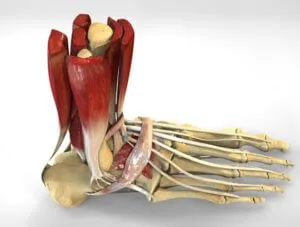 Plantar aponeurosissal tünetek, kezelési módszerek, szövődmények