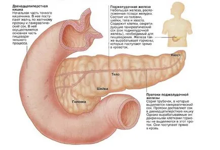 Compoziția sucului pancreatic și funcții