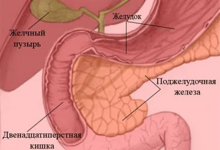 Панкреаса състав и функции сок