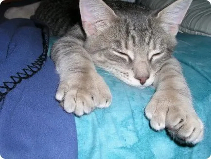 farmec pisică Polydactyl labe mari