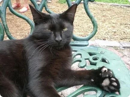 Polydactyl котка чар големи лапи