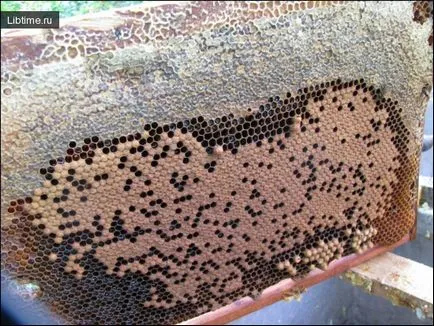Ползи и видове мед