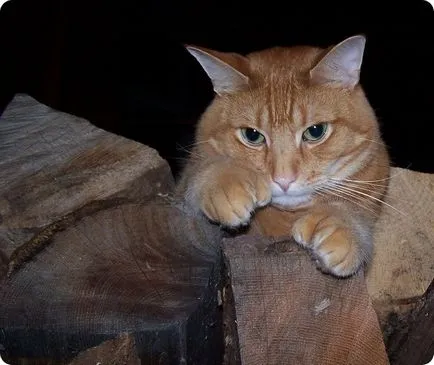 Polydactyl котка чар големи лапи