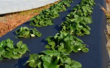 Засаждане на ягоди стъпка agrovoloknom по стъпка инструкции, видео и грижи, колко spandbond