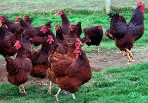 Breed csirkék New Hampshire jellemzés, leírás, fényképek és vélemények