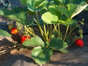 Plantarea căpșuni pe pas cu pas instrucțiunile agrovoloknom, video și de îngrijire, cât de mult spandbond