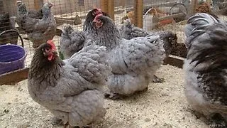 Порода пилета - Ню Хемпшир, местоположение, ревюта