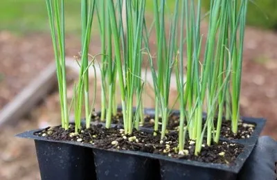 Ültetés hagymát, hogyan és mikor, hogy készítsen egy ágyban, mint a takarmány lenne a fő