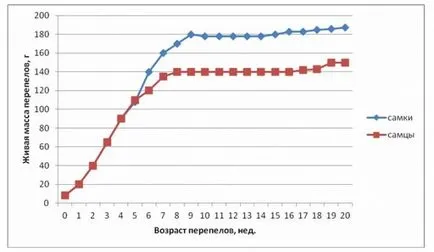 Порода пъдпъдък снимка и описание, маса на растеж на всички породи