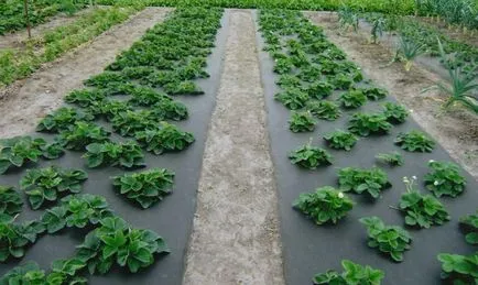 Засаждане на ягоди стъпка agrovoloknom по стъпка инструкции, видео и грижи, колко spandbond