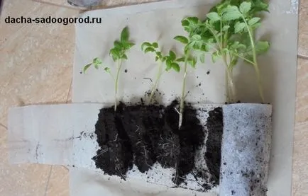 Tomate cu susul în jos, cabana, grădină, grădină de bucătărie și de viață suburbane