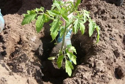 Tomatele Stolîpin (35 poze) descrierea soiului, care au plantat, tomate