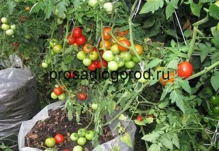 Tomate în plantarea de saci de cultivare și de îngrijire, foto și video