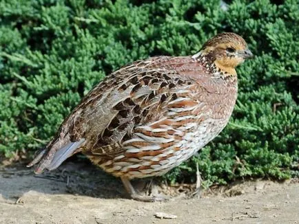 Breed fürj fotó és leírás, asztal növekedés bármely fajtájú