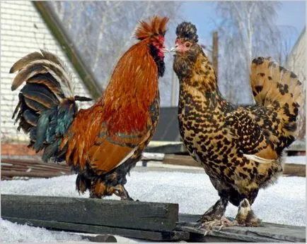 Шаги описание порода пилета