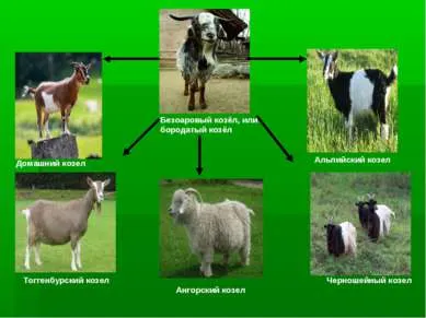 Презентационни - отглеждане кози - свободно изтегляне