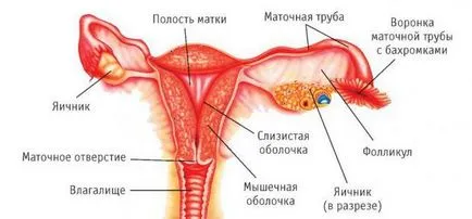 Preparate pentru tratamentul dietsiklen endometrioza si tablete hormonale endoferin