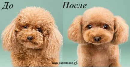 Зашеметяващи снимки на кучета преди и след срязване (16 снимки)