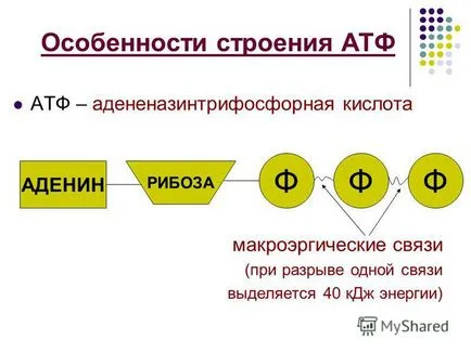 Представяне на енергийния метаболизъм