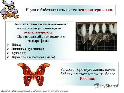 Представяне на изследване на пеперуди, наречена lepidopterists