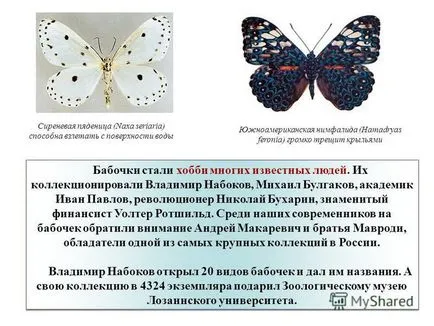 Представяне на изследване на пеперуди, наречена lepidopterists