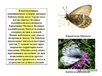 Представяне на изследване на пеперуди, наречена lepidopterists