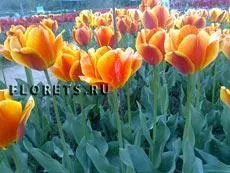 Як доглядати за тюльпанами вирощування тюльпанів, посадка і догляд - садові квіти - my life
