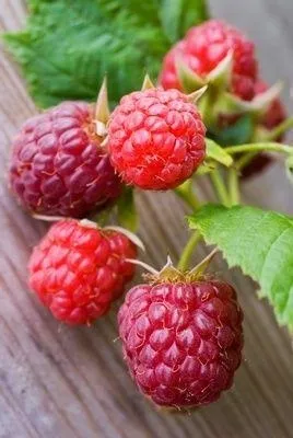 Як доглядати за малиною, щоб отримати великий урожай (малиною) Як доглядати за малиною, щоб отримати великий урожай