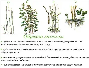 Як доглядати за малиною влітку, щоб був хороший урожай відео і фото інструкція (доглядати) Як доглядати за малиною влітку, щоб був хороший урожай відео і фото інструкція