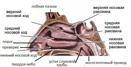 Як влаштований ніс людини, краса і здоров'я (клітини слизової оболонки) Як влаштований ніс людини, краса і здоров'я