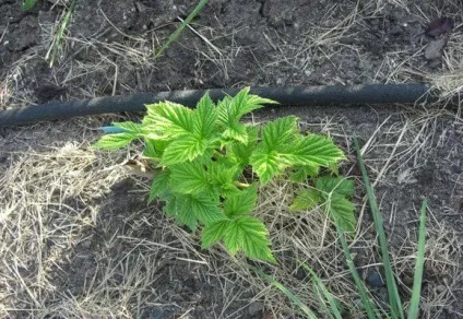 Як доглядати восени за малиною, навесні і влітку, відео та фото (восени) Як доглядати восени за малиною, навесні і влітку, відео та фото
