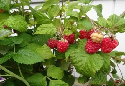 Як доглядати восени за малиною, навесні і влітку, відео та фото (восени) Як доглядати восени за малиною, навесні і влітку, відео та фото