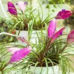 Primula ültetés és gondozás a nyílt terepen öltözködés reprodukció