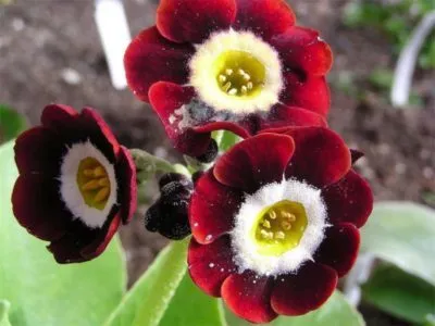 Primula ültetés és gondozás a nyílt terepen öltözködés reprodukció