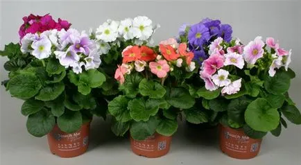 Primula отглеждане стая и грижи в дома