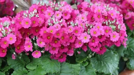 Primula отглеждане стая и грижи в дома