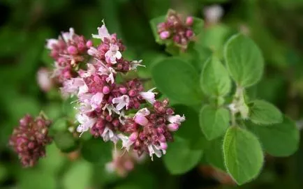 Utilizarea de plante în medicina populară oregano