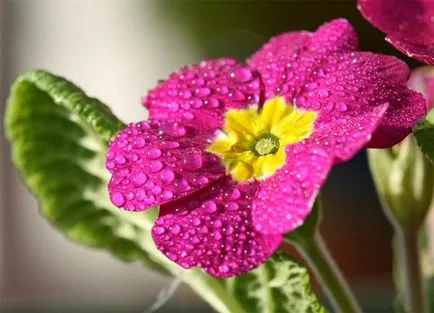 camera primula - de îngrijire la domiciliu, cabana de vară