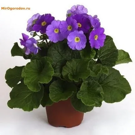 Primula obkonika - правилата на грижи