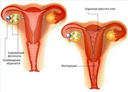 Proyomenoreya okoz rövid menstruációs ciklus