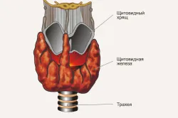 Puncția rezultatelor studiului tiroidian, tehnica de performanță