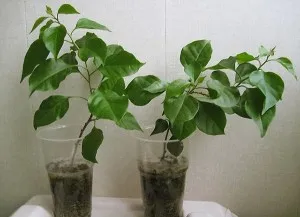 butași Reproducere bougainvillea la schema de acasă