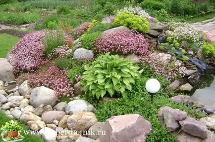 Рослини для альпійської гірки