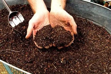 Reproducerea semințelor gutuie, drajoni rădăcină, butași