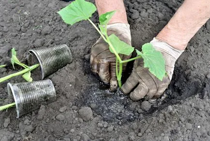 răsaduri Zucchini întins ce să facă transplant