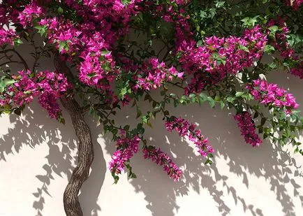 Възпроизвеждането Bougainvillea изрезки у дома