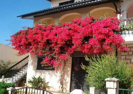 Възпроизвеждането Bougainvillea изрезки у дома