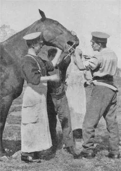 Истинската история на коня по време на войната в снимки - конете, коняри,